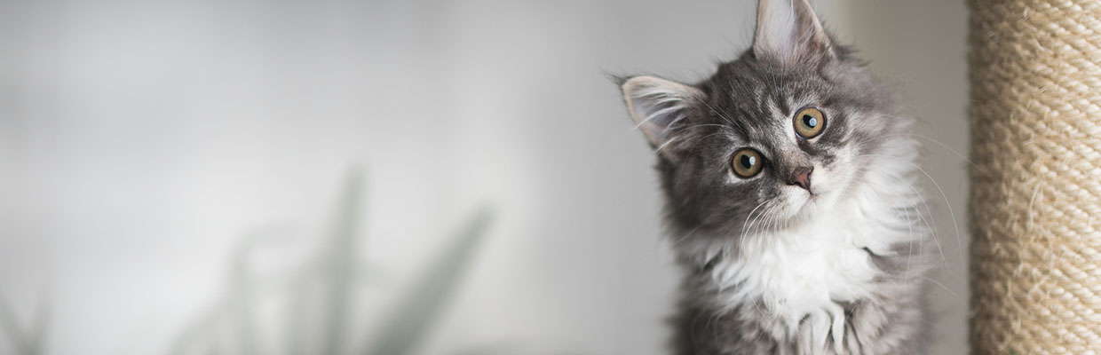 Cats at Alley Cats and Angels