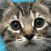 Cats at Branford Compassion Club