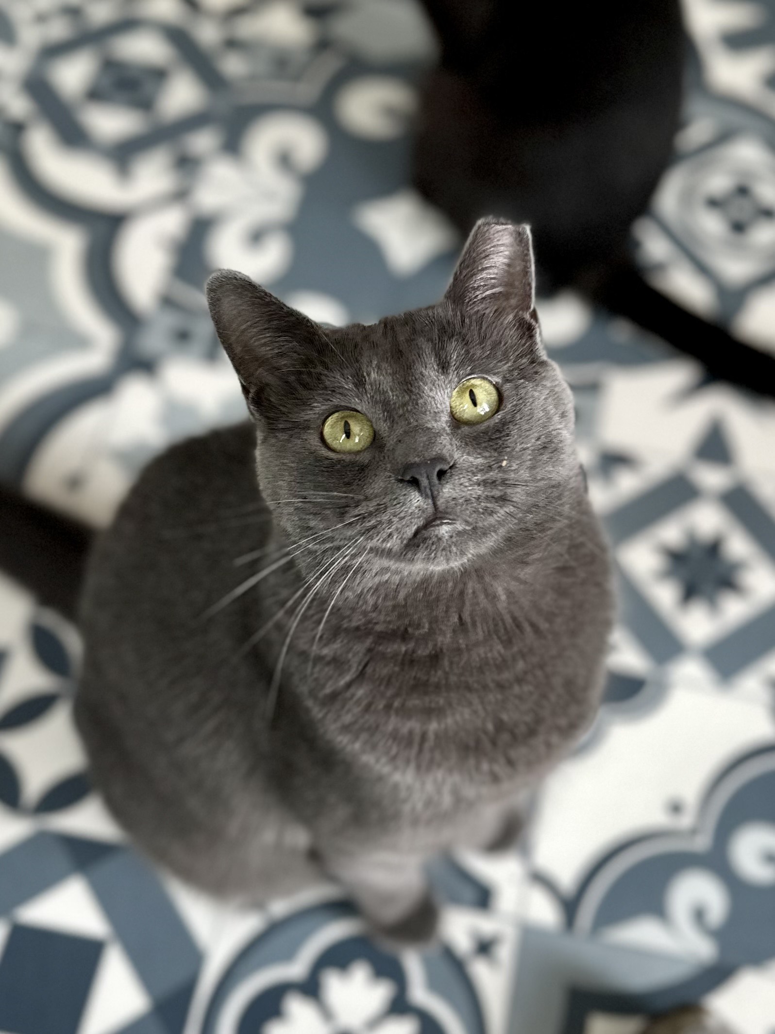 Cats at Cats Haven Ltd