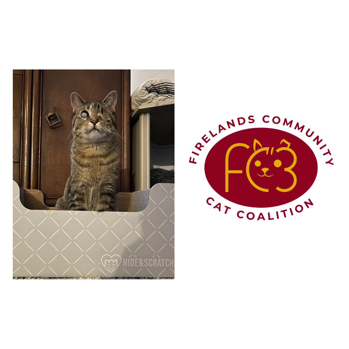 Cats at FC3 Firelands Community Cat Coalition