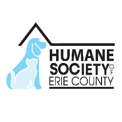Cats at Humane Society of Erie County