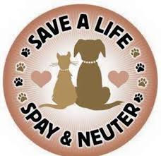 Cats at Humane Society of Sandusky County