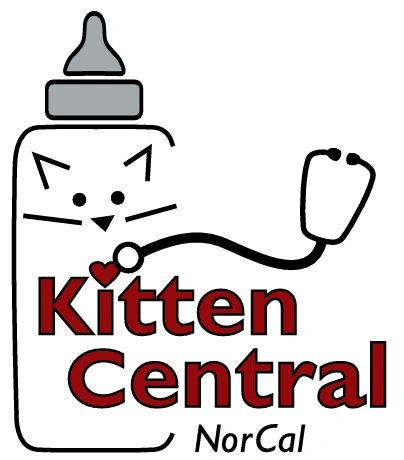 Cats at Kitten Central NorCal