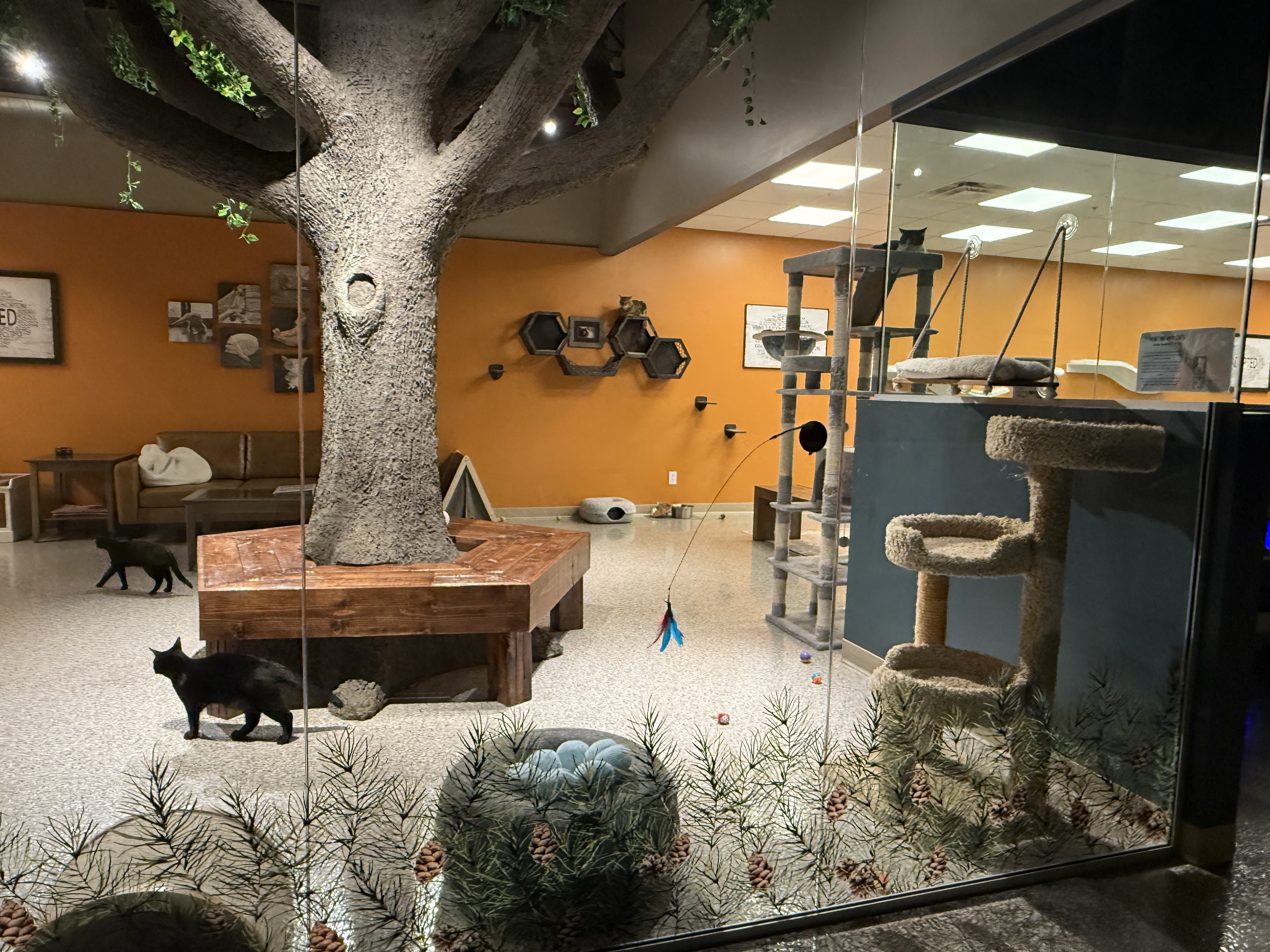 Cats at Smitten Kitten Foundation Inc.