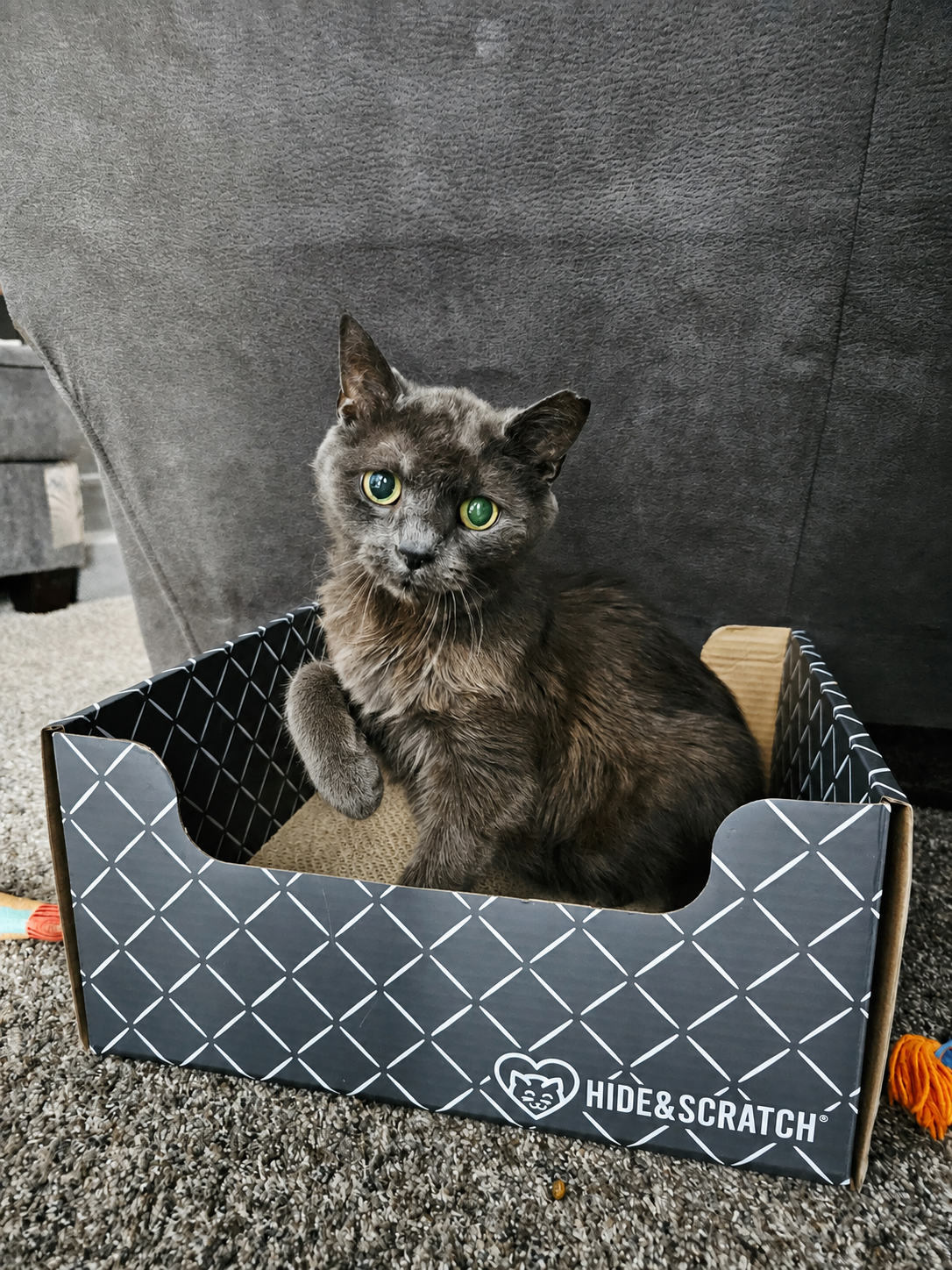 Cats at The Grayson Foundation