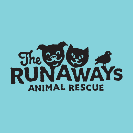 Cats at The Runaways Animal Rescue