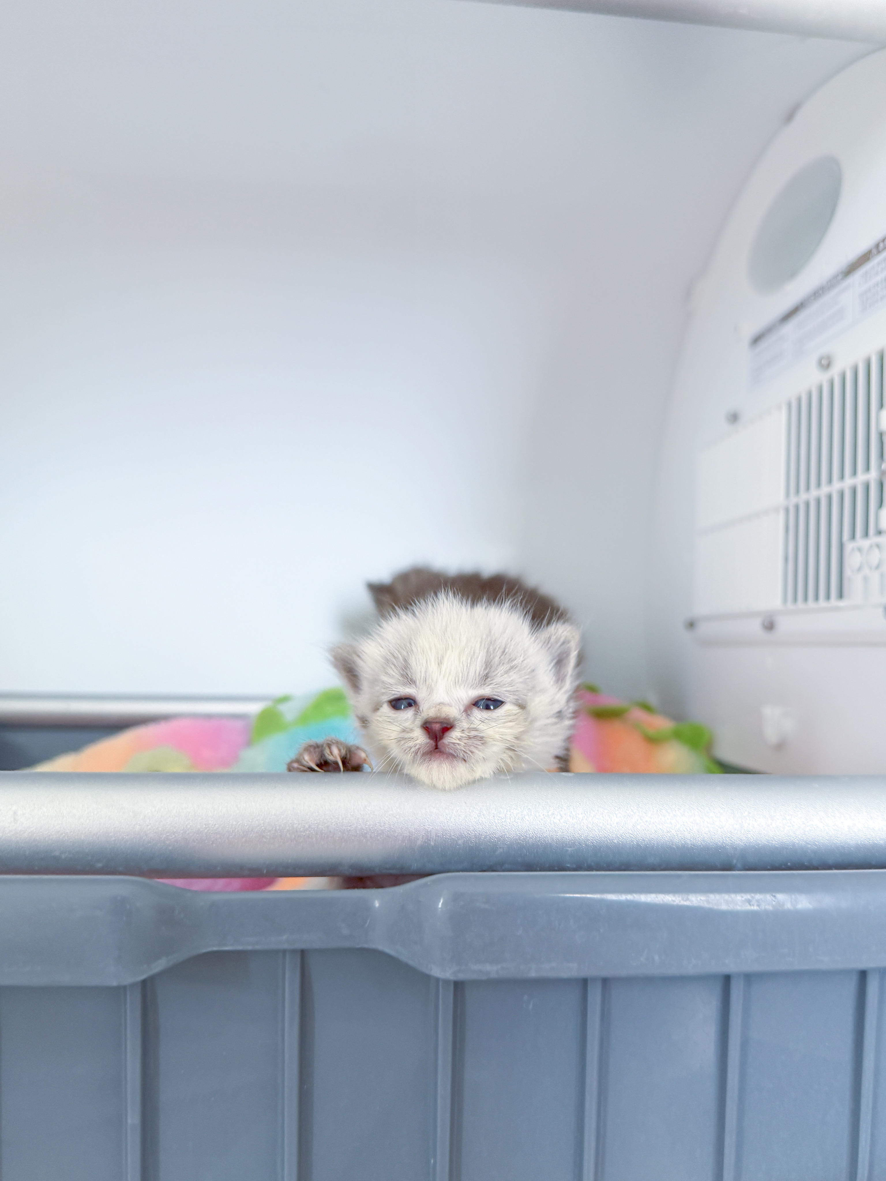 Cats at Tomato Foster Club