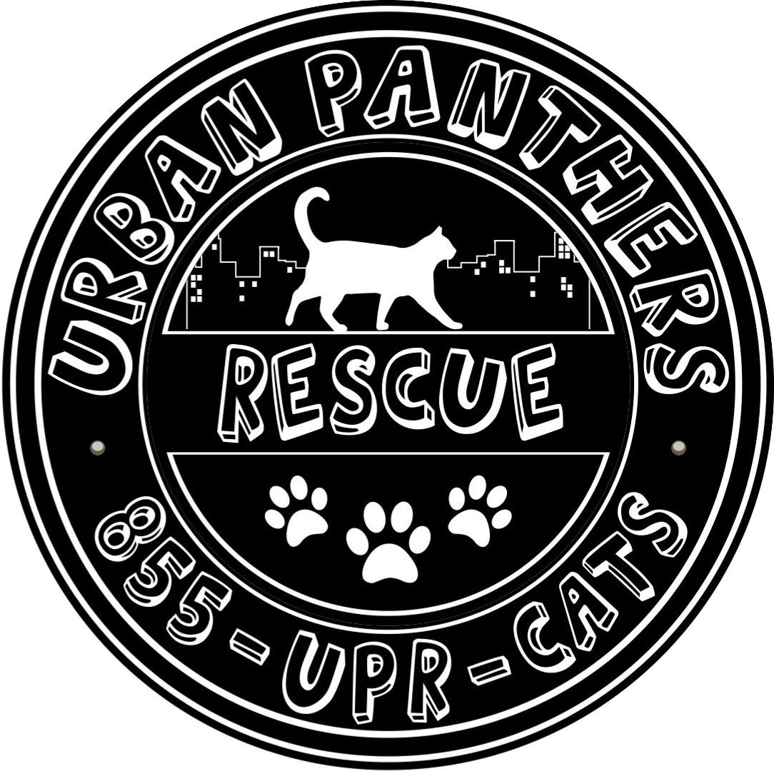 Cats at Urban Panthers Rescue