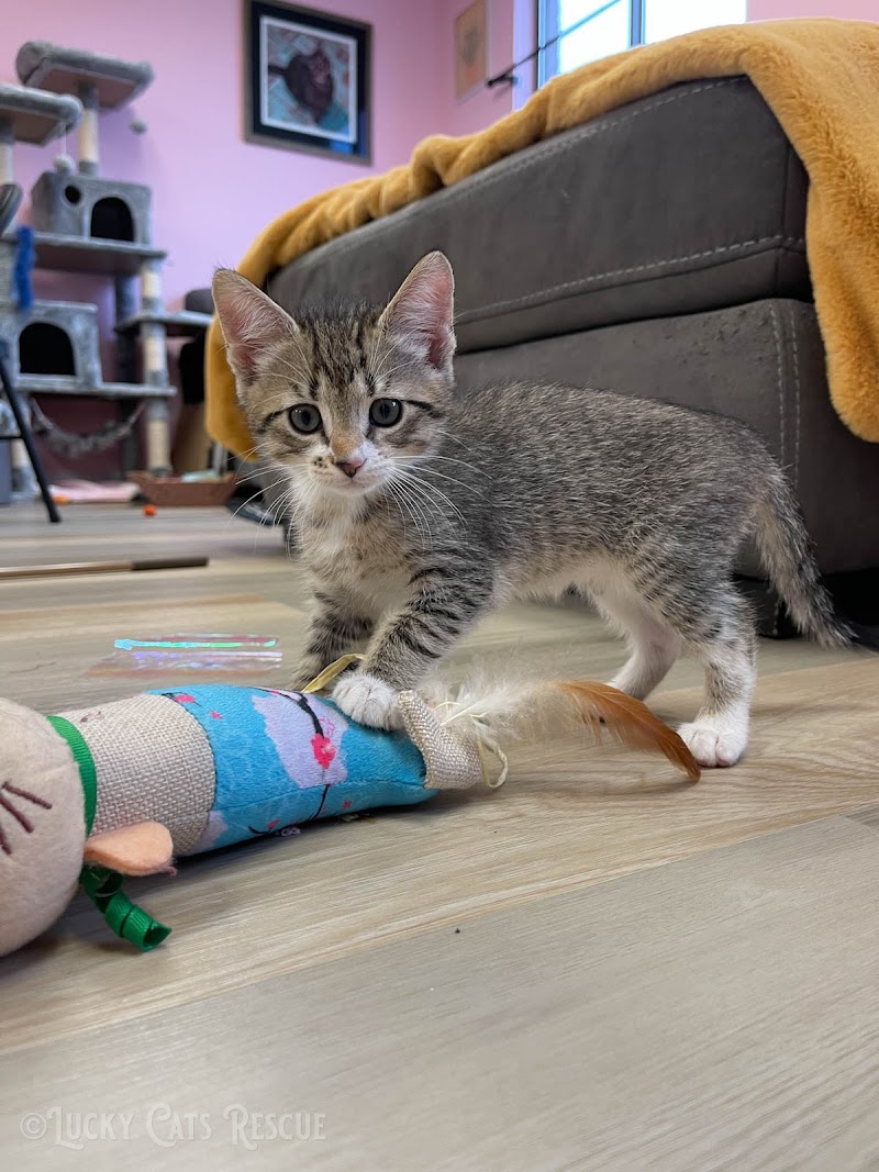 Cats at TEST SHELTER for ORDERS